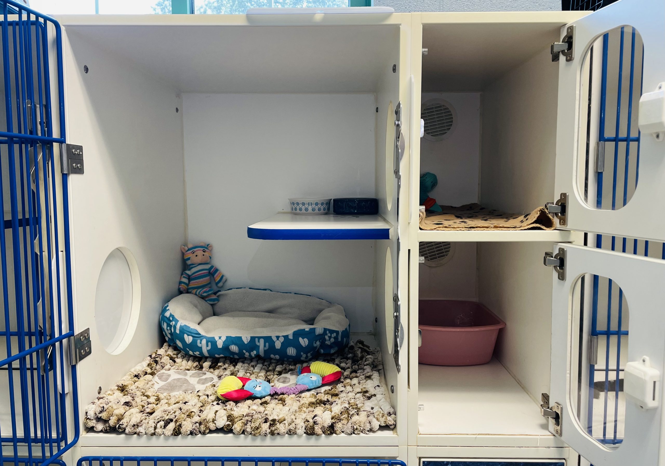 Cat Boarding Luxury Condo